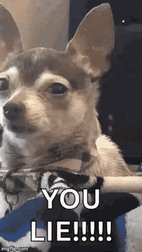 Small Brown And White Chihuahua Sitting On Lap GIF