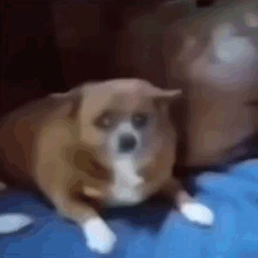 Small Brown And White Dog Laying On Blue Blanket GIF