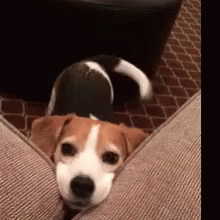 Small Brown and White Dog Lying on Couch