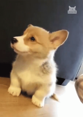 Small Brown And White Dog Sitting GIF