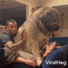 Small Brown And White Dog Sitting In Car Seat GIF