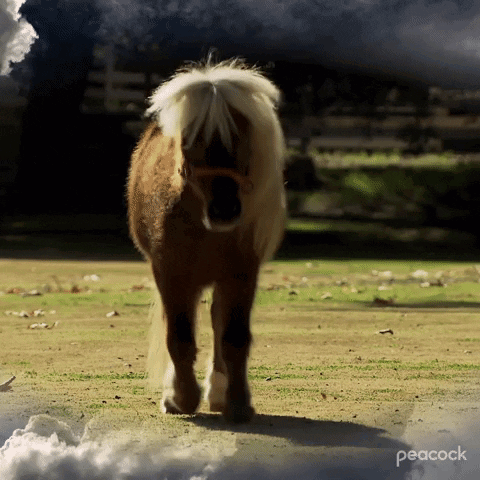 Small Brown and White Horse in Field With Clouds Saying Peacock