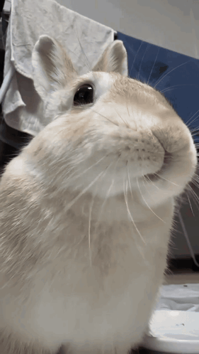 Small Brown Bunny on Striped Blanket Post This Bnuy the 27th