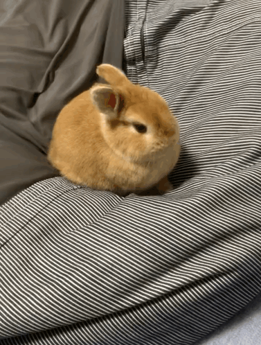 Small Brown Bunny Sitting