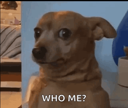 Small Brown Dog Asking Who Me