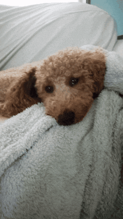 Small Brown Dog Laying On White Blanket GIF