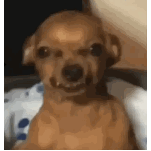 Small Brown Dog Making Funny Face