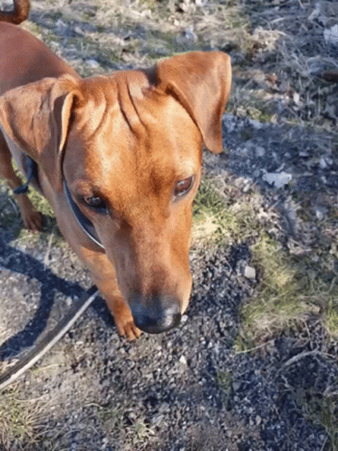 Small Brown Dog On Leash Looking Up GIF