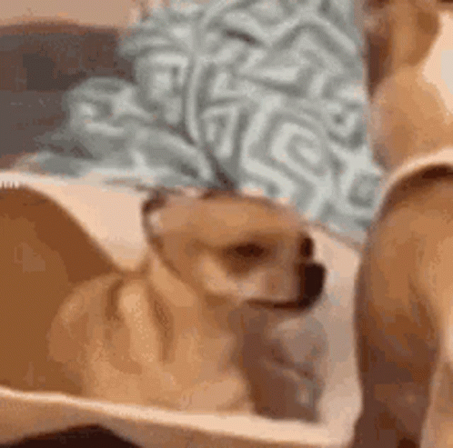 Small Brown Dog Sitting in Crate
