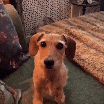 Small Brown Dog Sitting On Couch GIF