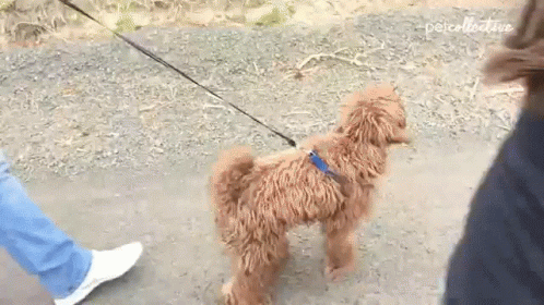 Small Brown Dog Walking On Leash GIF