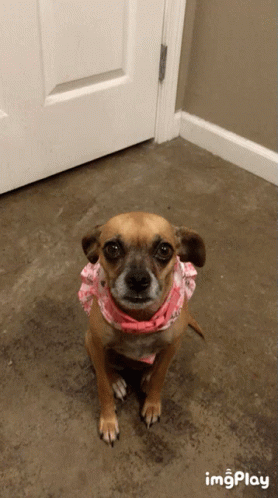 Small Brown Dog Wearing Pink Bandana Sitting
