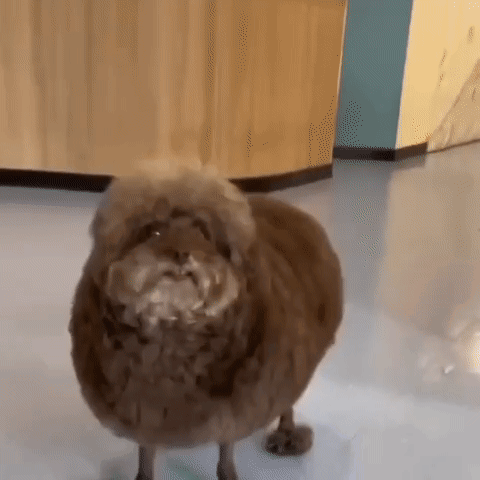 Small Brown Dog With Beard Standing