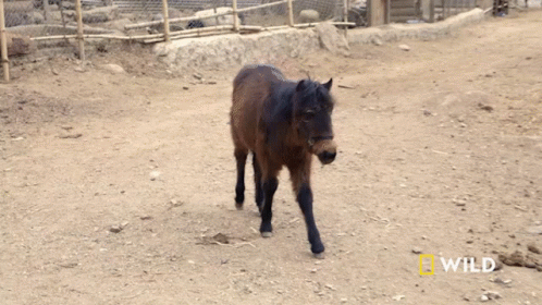 Small Brown Horse Walking In Dirt Field GIF