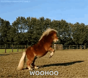 Small Brown Pony Standing On Hind Legs GIF