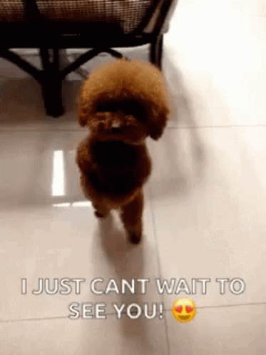 Small Brown Poodle on Tiled Floor Says I Just Can't Wait to See You