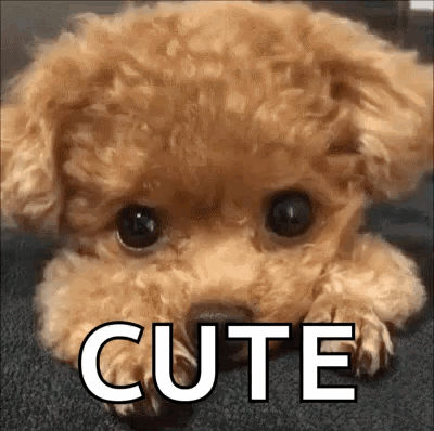 Small Brown Poodle Puppy Lying Down Saying Cute