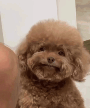 Small Brown Poodle Sitting on Bed Looking at Camera
