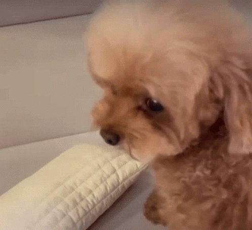 Small Brown Poodle Sitting on Couch Eating Pillow
