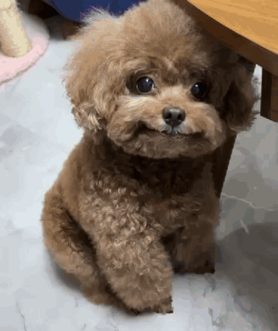 Small Brown Poodle Sitting Under Table