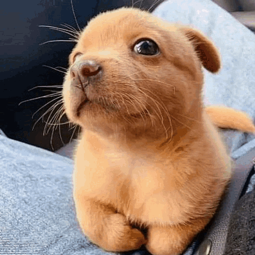 Small Brown Puppy Laying on Lap Looking Up