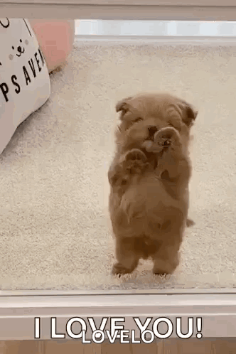 Small Brown Puppy Standing on Hind Legs Saying I Love You