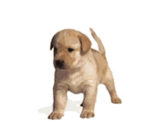 Small Brown Puppy Standing
