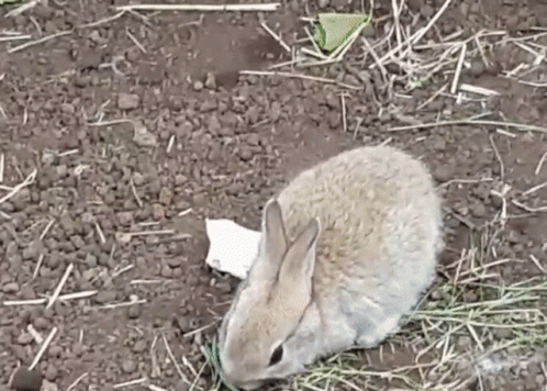 Small Brown Rabbit Eating Grass