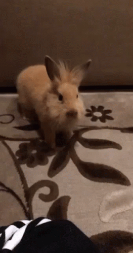Small Brown Rabbit GIF