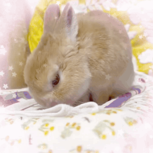Small Brown Rabbit Laying on Blanket With Yellow Pillow
