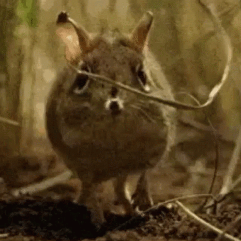 Small Brown Rabbit Looking At Camera GIF