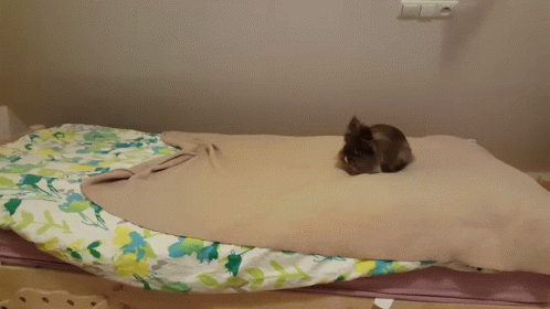 Small Bunny Hopping Onto Bed GIF