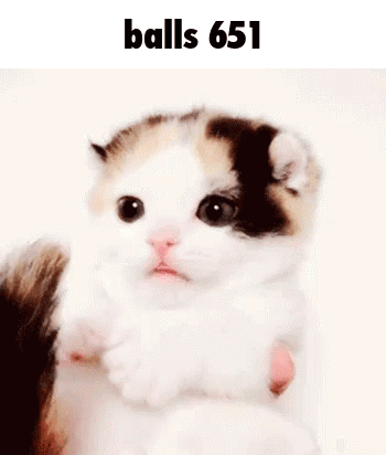 Small Calico Kitten Held in Hands