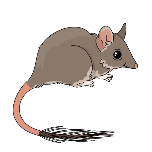 Small Cartoon Mouse with Long Tail