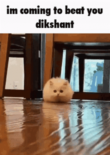 Small Cat Beat You Up GIF