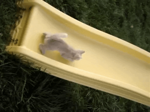 Small Cat Running Up Yellow Slide GIF
