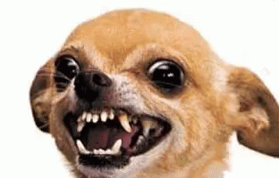 Small Chihuahua Making Funny Face With Mouth Open