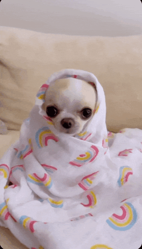 Small Chihuahua Wrapped in Rainbow Blanket