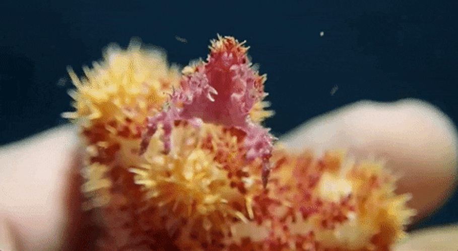 Small Dancing Crab Rave GIF