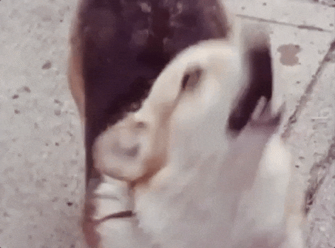 Small Dog Barking Sound GIF