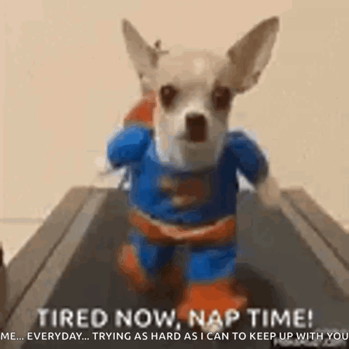 Small Dog Dressed as Superman Running