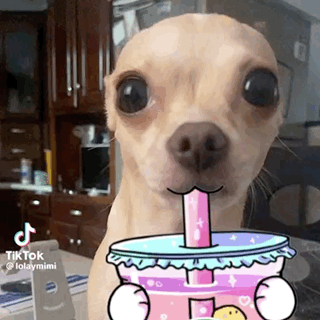 Small Dog Drinking From Cup With Straw