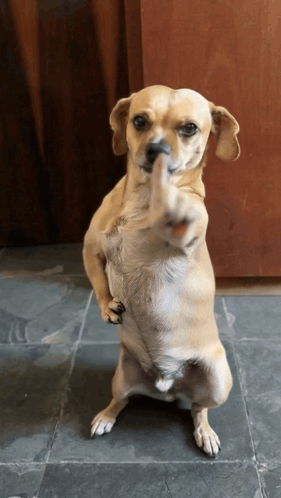 Small Dog Giving Middle Finger