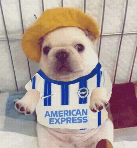 Small Dog In American Express Shirt GIF