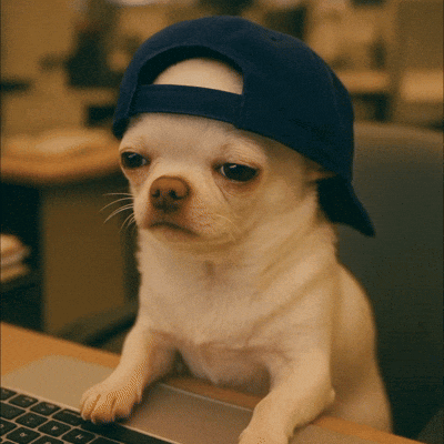 Small Dog in Blue Hat at Laptop