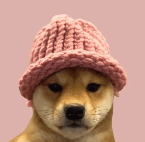 Small Dog in Pink Knitted Hat