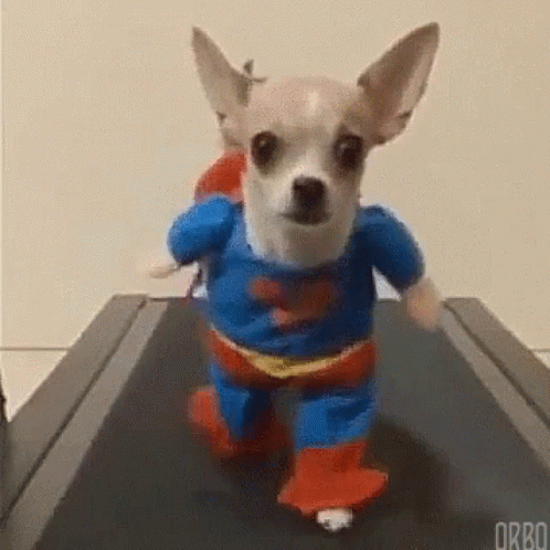 Small Dog in Superman Costume Running on Treadmill