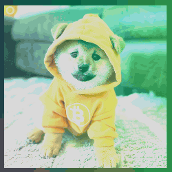 Small Dog in Yellow Hoodie With B
