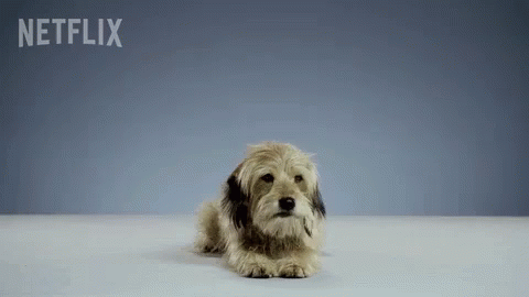 Small Dog Laying Down With Netflix Logo