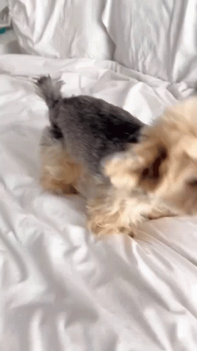 Small Dog Laying on White Bed